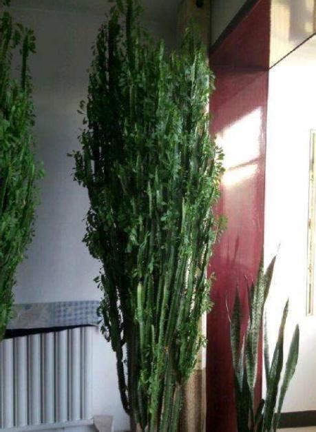 青龍植物照顧|「青龍骨」養得像假花？做好幾個要點，才能生長健康，快速爆盆。